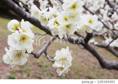 白色の梅の花　白花梅 126194301