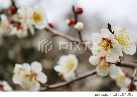 白い梅の花　選別南高 126194309