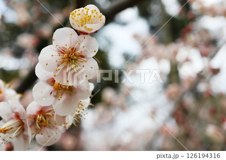 鶯宿 鶯宿 126194316