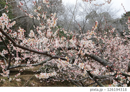 薄桃色の梅の花 鶯宿 薄桃色の梅の花 鶯宿 126194318
