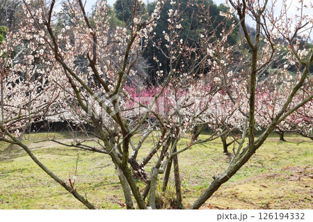 白い梅の花　加賀地蔵 126194332