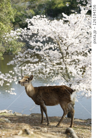 桜と鹿 桜と鹿 126194356