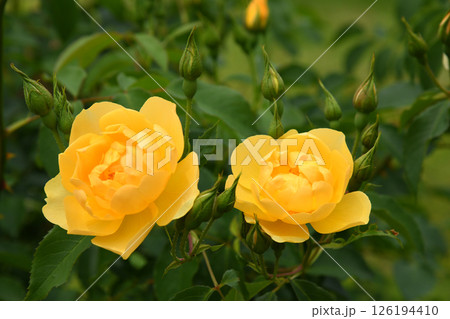 黄色いバラ バターカップ 黄色いバラ バターカップ 126194410