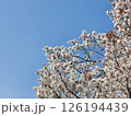 桜 126194439