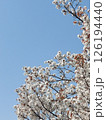 桜 126194440
