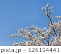 桜 126194441