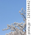 桜 126194442