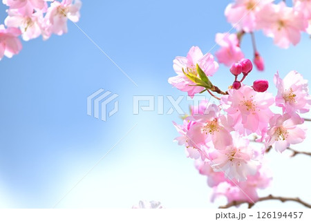 青空に映える紅しだれ桜 126194457