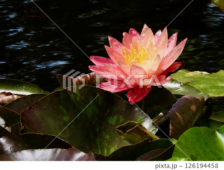 可憐に咲く！ 126194458