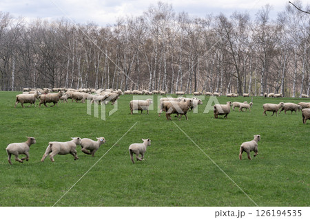 綿羊牧場の春 126194535
