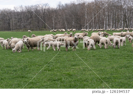 綿羊牧場の春 126194537