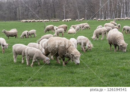 綿羊牧場の春 綿羊牧場の春 126194541