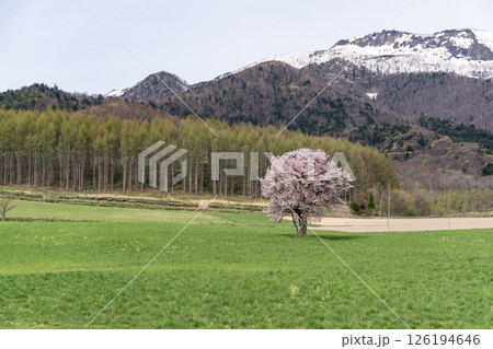 一本桜の大地 一本桜の大地 126194646