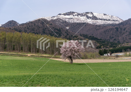 一本桜の大地 一本桜の大地 126194647