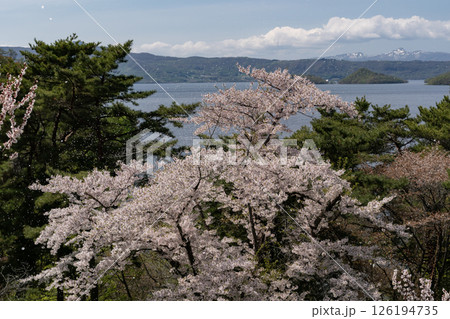 壮瞥公園の満開の梅園 126194735