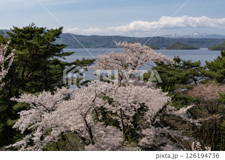 壮瞥公園の満開の梅園 126194736