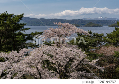 壮瞥公園の満開の梅園 126194737