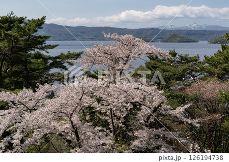 壮瞥公園の満開の梅園 壮瞥公園の満開の梅園 126194738