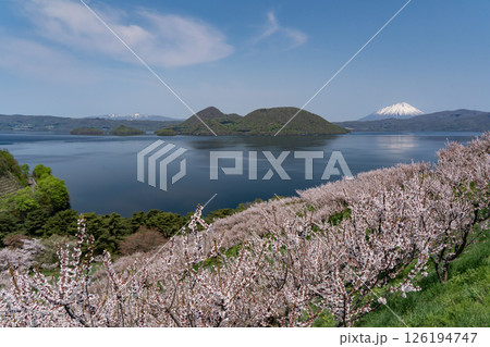 壮瞥公園の満開の梅園 126194747