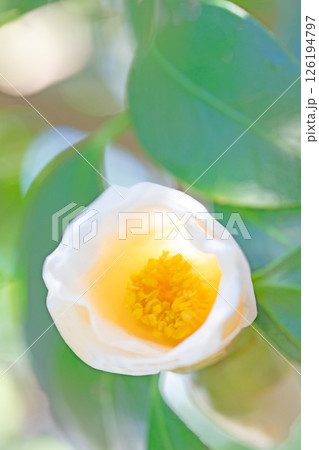 家の周りの草花 四季の色々 春の光に輝く白いツバキの花が咲きました 家の周りの草花 四季の色々 春の光に輝く白いツバキの花が咲きました 126194797