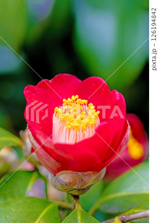 家の周りの草花　四季の色々　冬の雑木林や庭の垣根を赤い藪ツバキの花が彩っています　 126194842