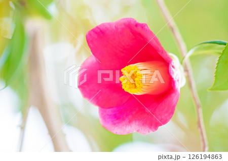 家の周りの草花　四季の色々　冬の雑木林や庭の垣根を赤い藪ツバキの花が彩っています　 126194863