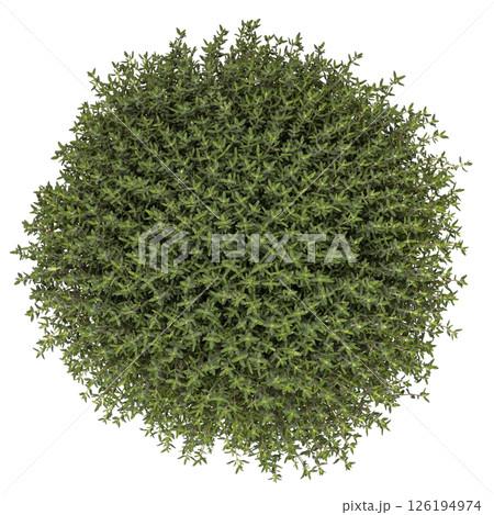 Thymus vulgaris on white background Thymus vulgaris on white background 126194974