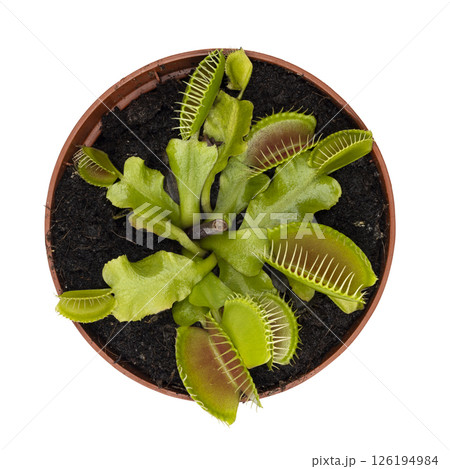 Venus flytrap on white background 126194984