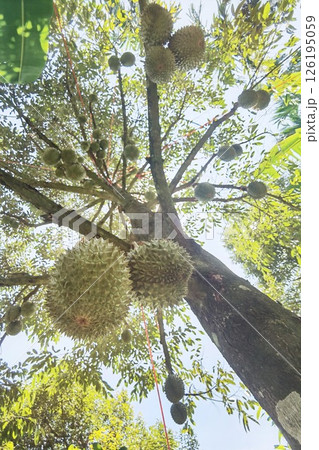 Close up of durians hanging  126195059