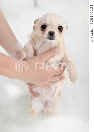 Pomeranian Spitz takes a bath with soapy water 126195121