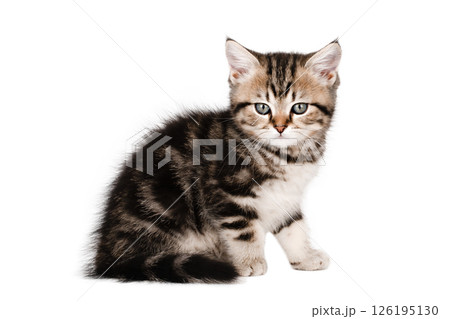 cute little brown kitten isolated 126195130