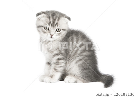 gray cat on isolated white background gray cat on isolated white background 126195136