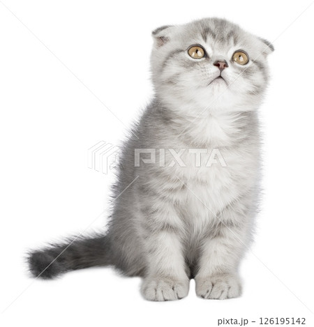 gray cat on isolated white background gray cat on isolated white background 126195142