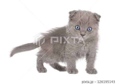 gray cat on isolated white background gray cat on isolated white background 126195143