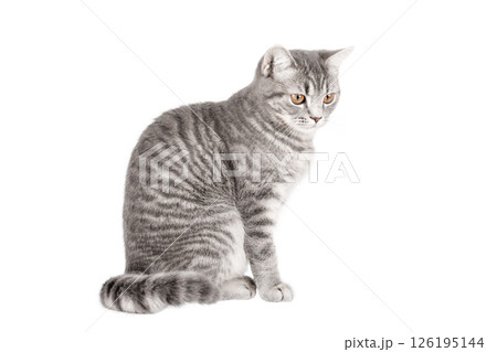 gray cat on isolated white background gray cat on isolated white background 126195144