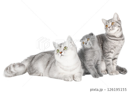 gray cat on isolated white background gray cat on isolated white background 126195155