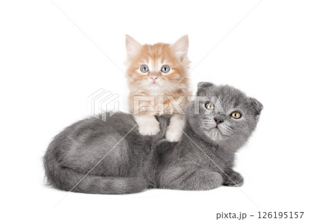 gray cat on isolated white background 126195157