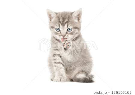 gray cat on isolated white background 126195163