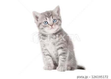 gray cat on isolated white background gray cat on isolated white background 126195172