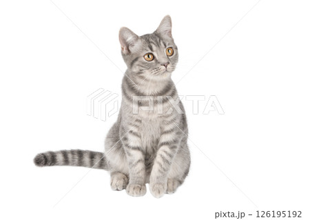 gray cat on isolated white background gray cat on isolated white background 126195192