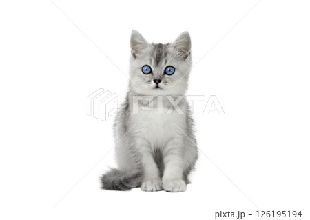 gray cat on isolated white background 126195194