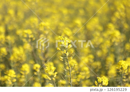 菜の花 126195229