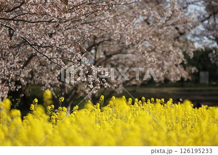 菜の花と桜 126195233