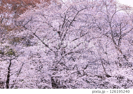満開の桜 満開の桜 126195240
