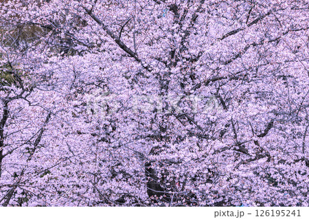 満開の桜 満開の桜 126195241