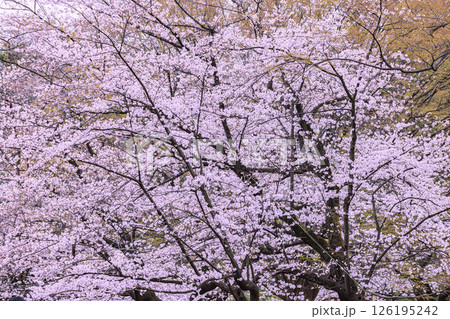満開の桜 満開の桜 126195242