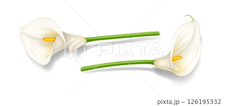 Realistic White Calla Lilies on a White Background 126195332