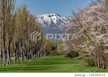 山桜咲く前田森林公 126195515