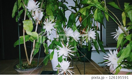 月下美人 126195591