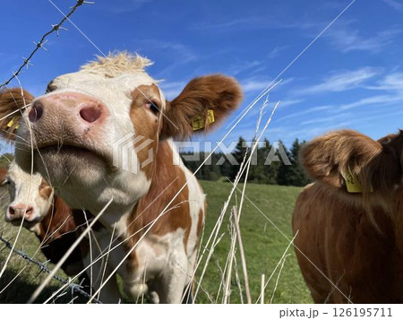 colored Cow in a field on a bright sunny day, looking at the camera.  126195711